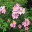 Climbing Wild Rose (Rosa Setigera) 5 seeds