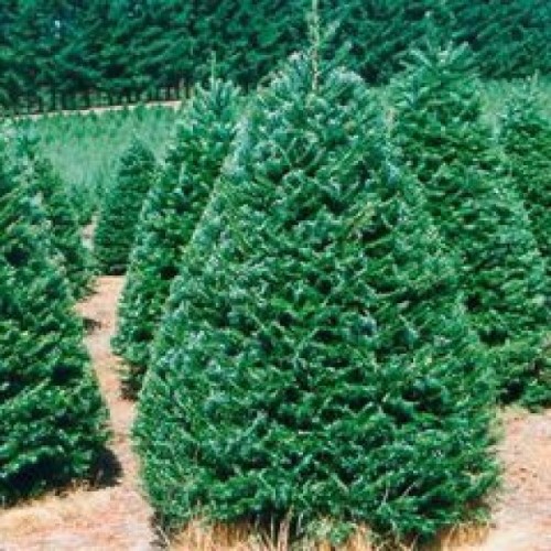 Interior Grand Fir (Abies Grandis) 20 seeds