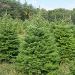 Interior Grand Fir (Abies Grandis) 20 seeds