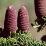 Interior Grand Fir (Abies Grandis) 10 seeds