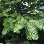 Interior Grand Fir (Abies Grandis) 10 seeds