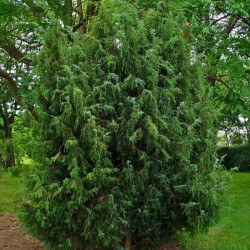 Common Juniper (Juniperus Communis) 5 seeds