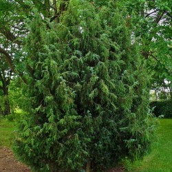 Common Juniper (Juniperus Communis) 10 seeds