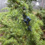 Common Juniper (Juniperus Communis) 25 seeds