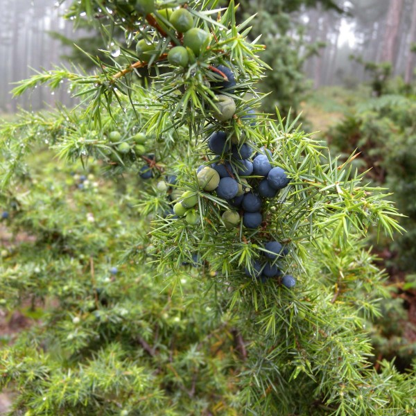 5 común Juniper Tree Semillas   Juniperus communis