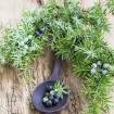 Common Juniper (Juniperus Communis) 25 seeds