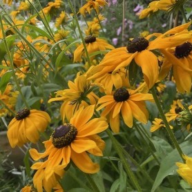 Cone Flower (Rudbeckia Hirta Marmalade) 100 seeds Cone Flower (Rudbeckia Hirta Marmalade) 100 seeds