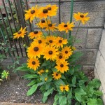 Cone Flower (Rudbeckia Hirta Marmalade) 100 seeds