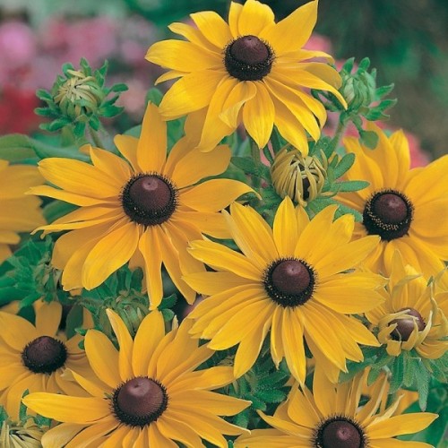 Cone Flower (Rudbeckia Hirta Marmalade) 100 seeds