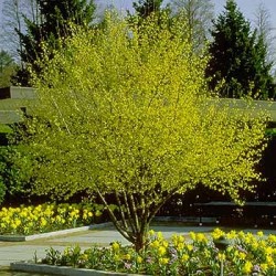 Cornelian Cherry (Cornus Mas) 30 seeds