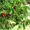Cornelian Cherry (Cornus Mas) 30 seeds