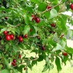 Cornelian Cherry (Cornus Mas) 30 seeds
