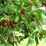 Cornelian Cherry (Cornus Mas) 4 seeds
