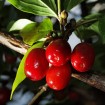 Cornelian Cherry (Cornus Mas) 4 seeds