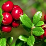Cranberry (Vaccinium Macrocarpon) 100 seeds