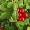 Cranberry (Vaccinium Macrocarpon) 25 seeds