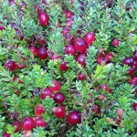 Cranberry (Vaccinium Macrocarpon) 100 seeds