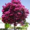 Crapemyrtle (Lagerstroemia Indica) 100 seeds