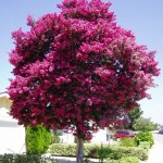 Crapemyrtle (Lagerstroemia Indica) 150 seeds