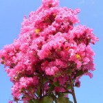 Crapemyrtle (Lagerstroemia Indica) 100 seeds