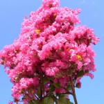 Crapemyrtle (Lagerstroemia Indica) 150 seeds