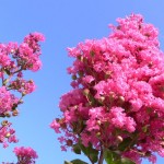 Crapemyrtle (Lagerstroemia Indica) 100 seeds