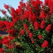 Crapemyrtle (Lagerstroemia Indica) 100 seeds