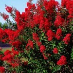 Crapemyrtle (Lagerstroemia Indica) 15 seeds