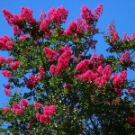 Crapemyrtle (Lagerstroemia Indica) 150 seeds
