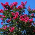 Crapemyrtle (Lagerstroemia Indica) 50 seeds