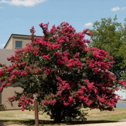 Crapemyrtle (Lagerstroemia Indica) 50 seeds