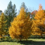 Dahurian Larch (Larix Gmelinii) 300 seeds