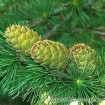 Dahurian Larch (Larix Gmelinii) 15 seeds