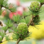 Dahurian Larch (Larix Gmelinii) 300 seeds