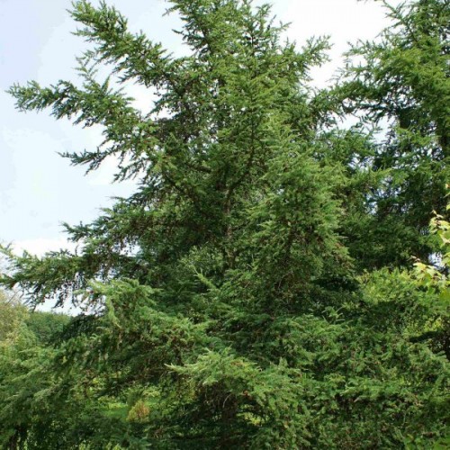 Dahurian Larch (Larix Gmelinii) 20+ seeds