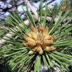 Dalmatica Austrian Pine (Pinus Nigra Dalmatica) 20 seeds