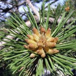 Dalmatica Austrian Pine (Pinus Nigra Dalmatica) 20 seeds