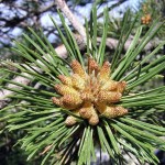 Austrian Pine (Pinus Nigra Dalmatica) 5 seeds