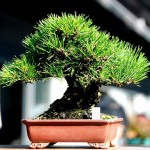 Dalmatica Austrian Pine (Pinus Nigra Dalmatica) 20 seeds