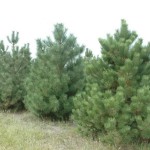 Austrian Pine (Pinus Nigra Dalmatica) 5 seeds
