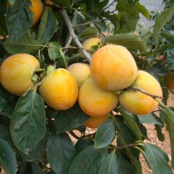 Date Plum Persimmon (Diospyros Kaki) 2 seeds