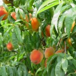 Date Plum Persimmon (Diospyros Kaki) 5 seeds