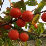 Date Plum Persimmon (Diospyros Kaki) 10 seeds