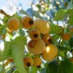 Date Plum Persimmon (Diospyros Lotus) 10 seeds