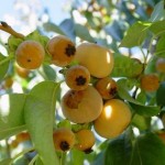 Date Plum Persimmon (Diospyros Lotus) 5 seeds