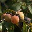 Date Plum Persimmon (Diospyros Lotus) 2 seeds