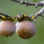 Date Plum Persimmon (Diospyros Lotus) 2 seeds