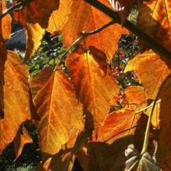 David's Maple (Acer Davidii) 10 seeds