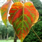 David's Maple (Acer Davidii) 10 seeds