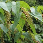 David's Maple (Acer Davidii) 10 seeds